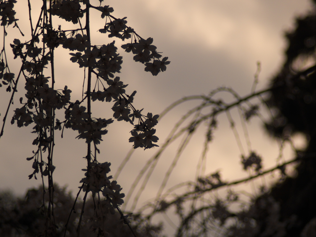 夕暮れ桜