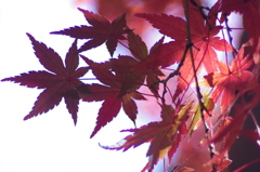 紅葉 -キラリ-