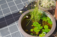 水盆