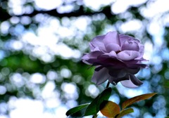 DSC_4965