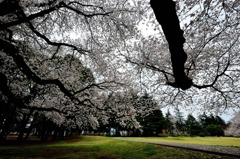 早朝の公園