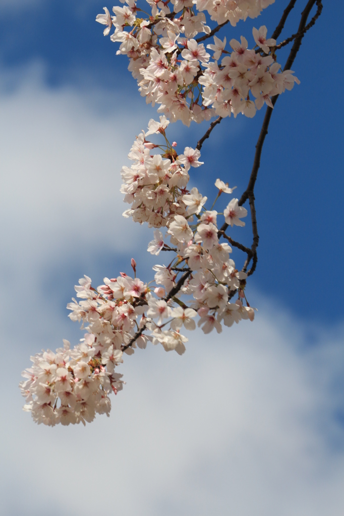 晴天horiday 桜