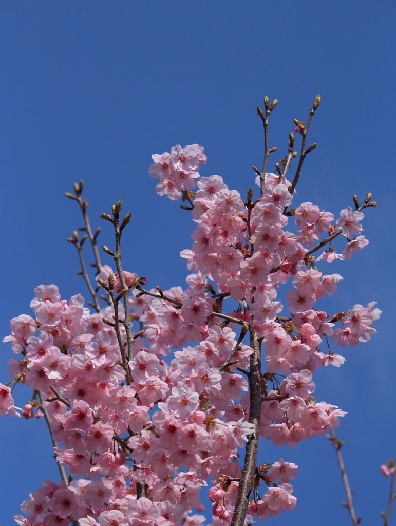 初の桜撮影