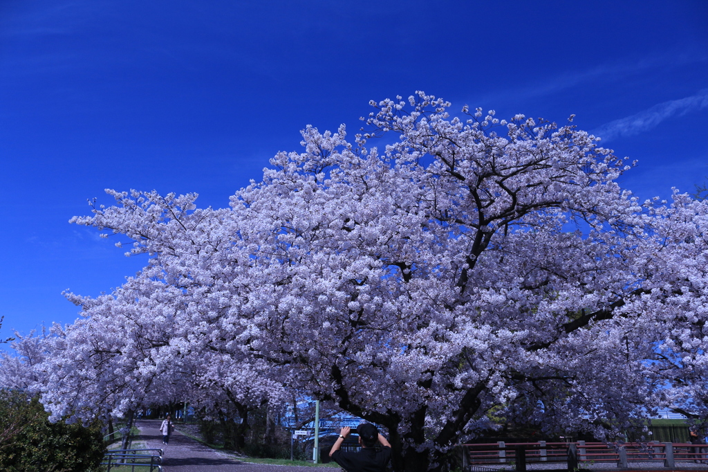 蒼天満開