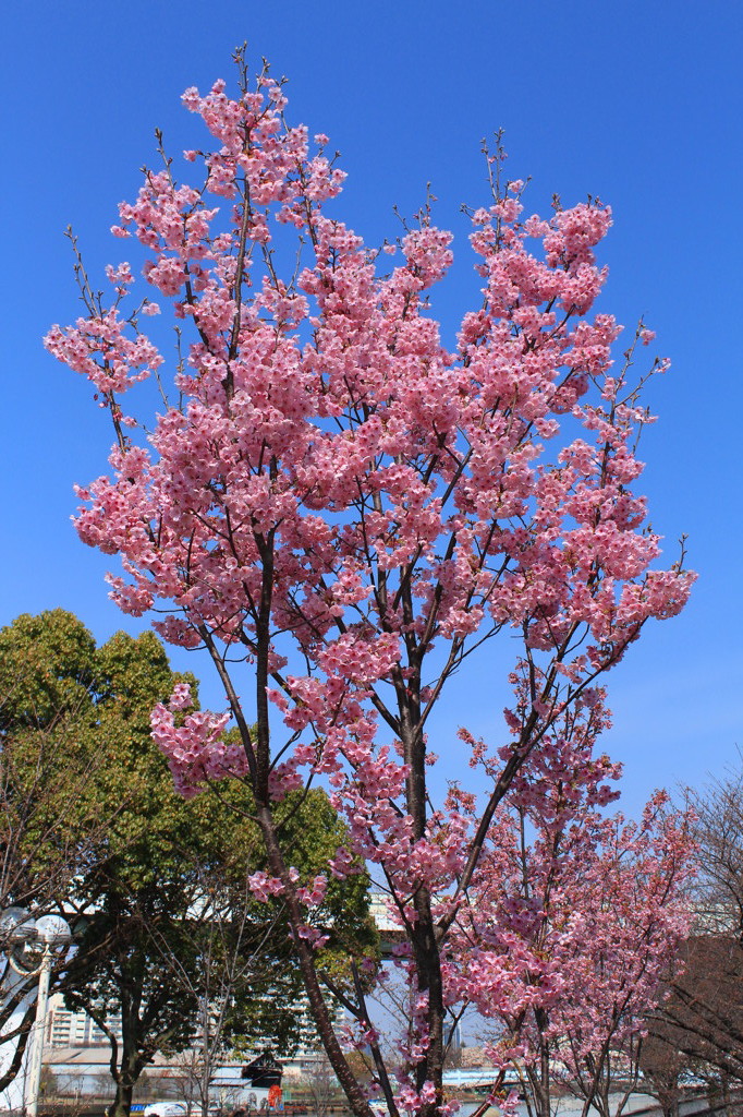 初の桜撮影