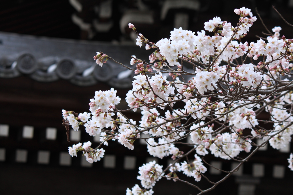 南禅寺の桜