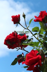 天に咲く真紅のバラ