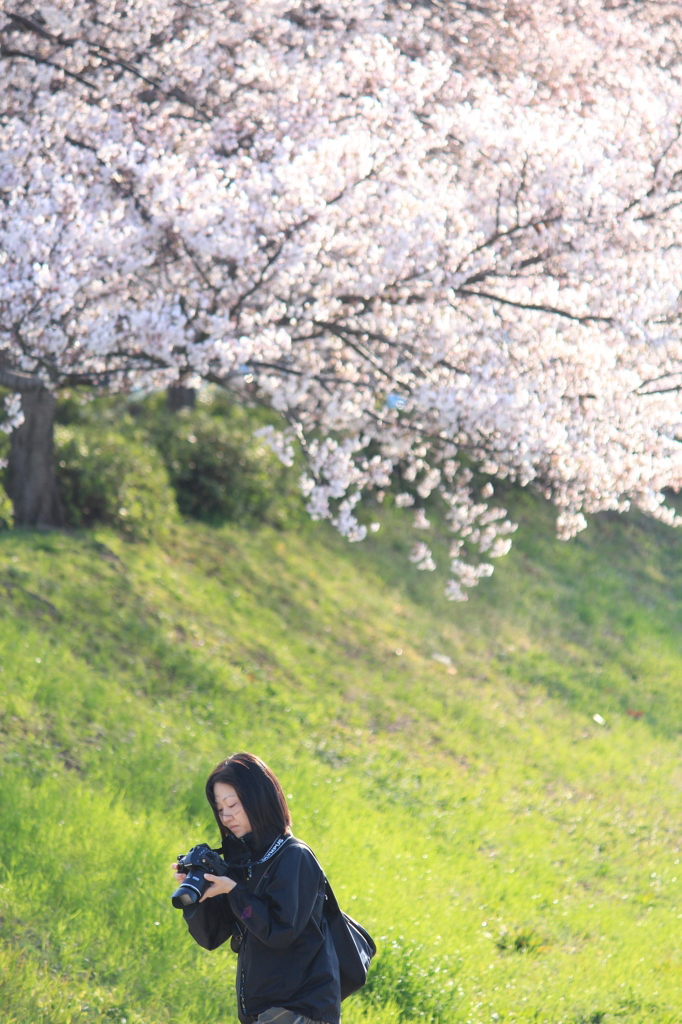 桜を撮る美女