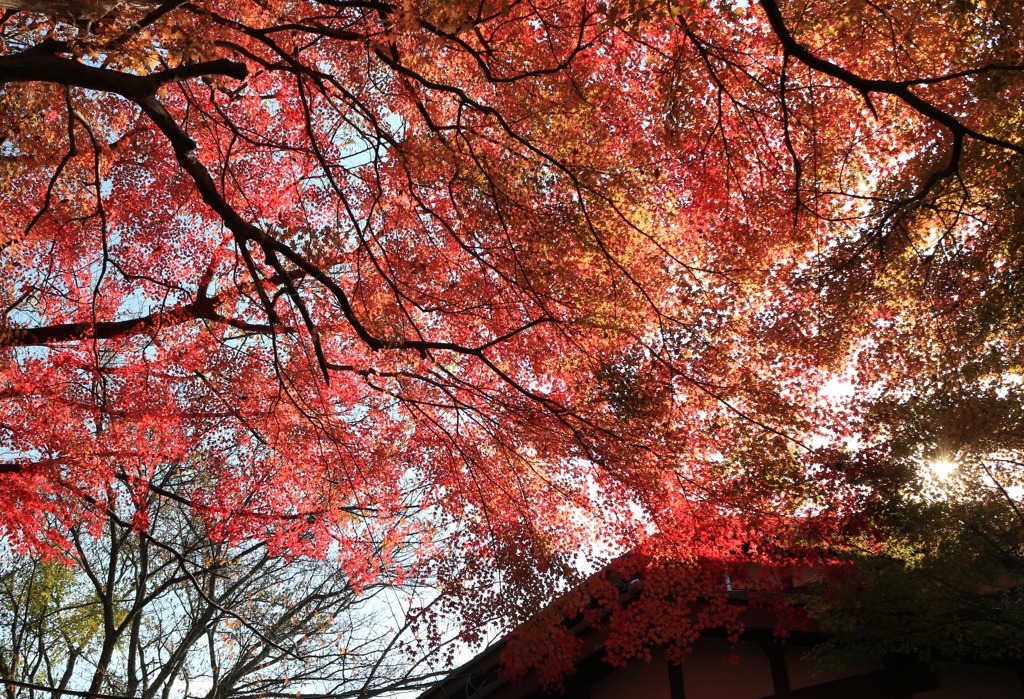 京都　大原　三千院