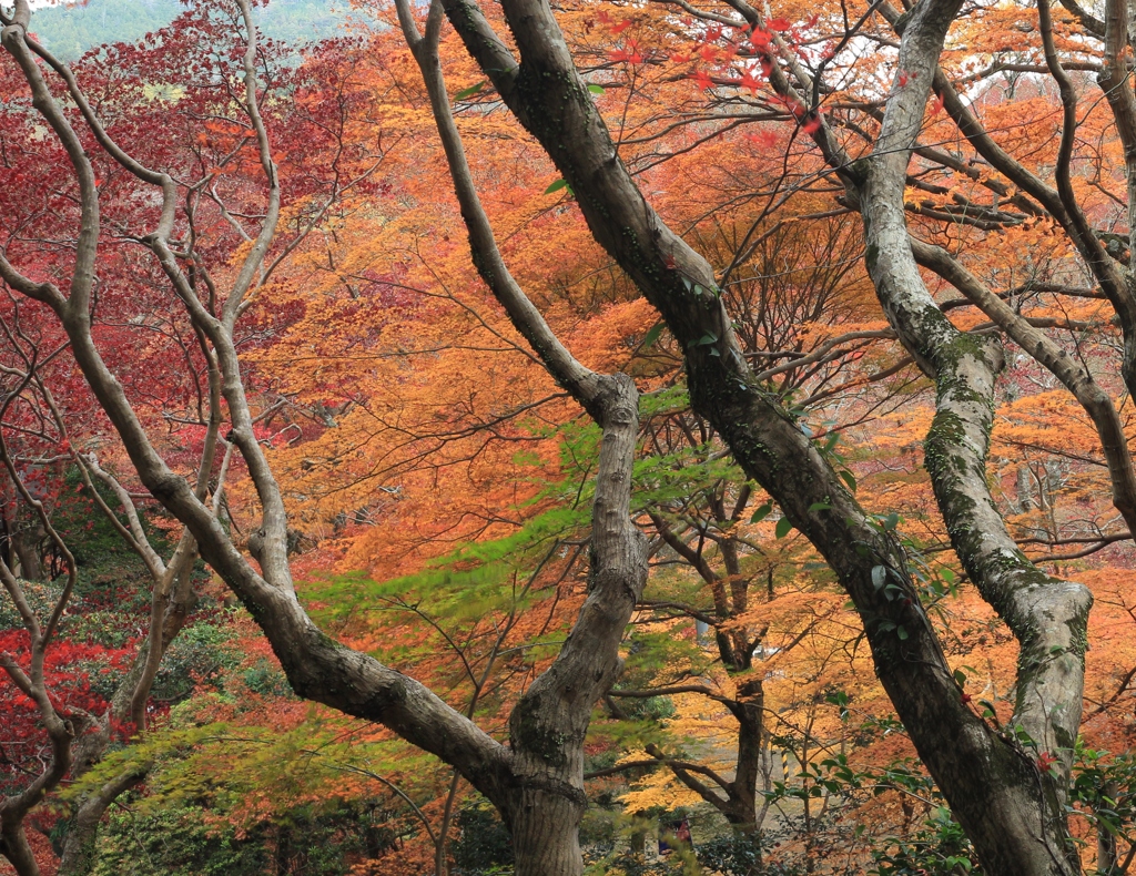 大威徳寺2