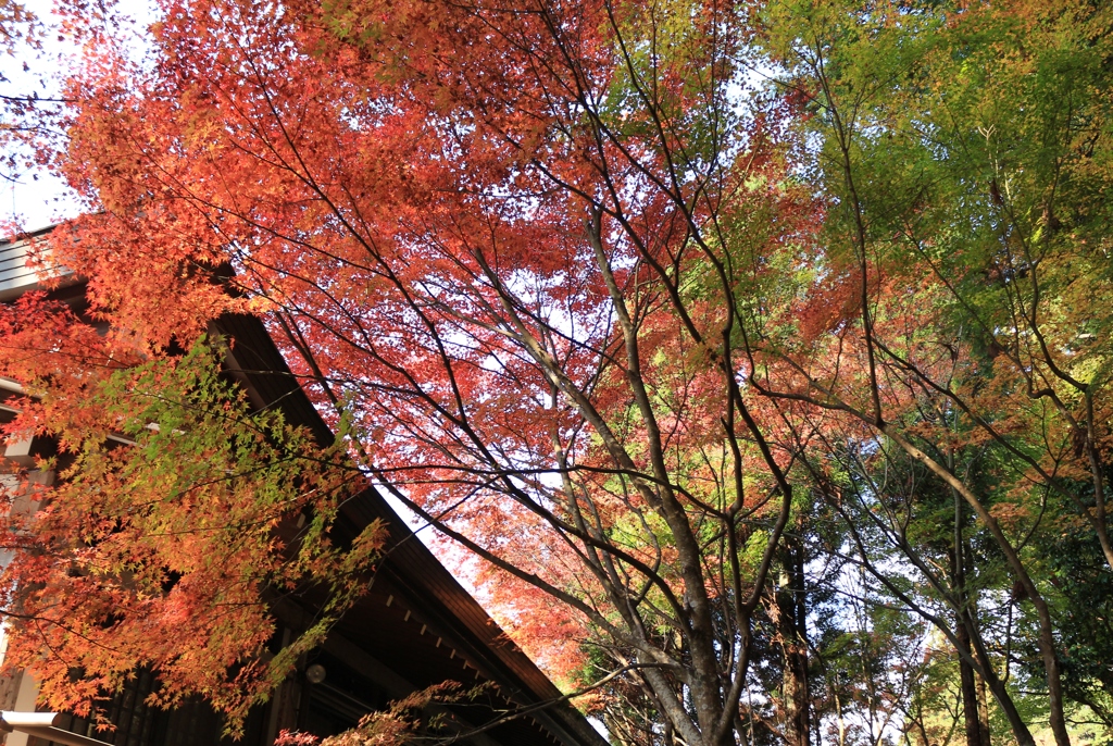 京都　大原　三千院2