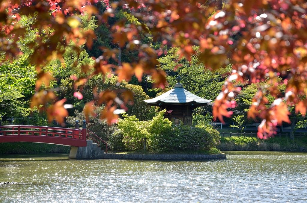 紅葉でしょうか・・・いいえ