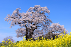 塩ノ崎の大桜