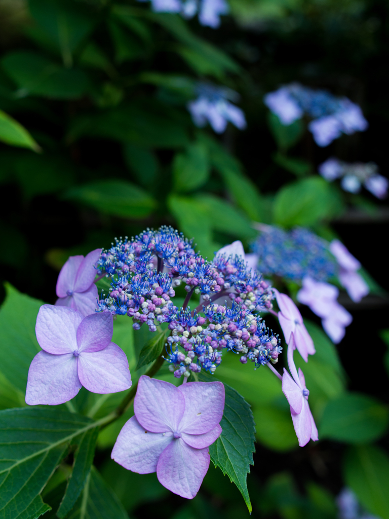 紫陽花寺