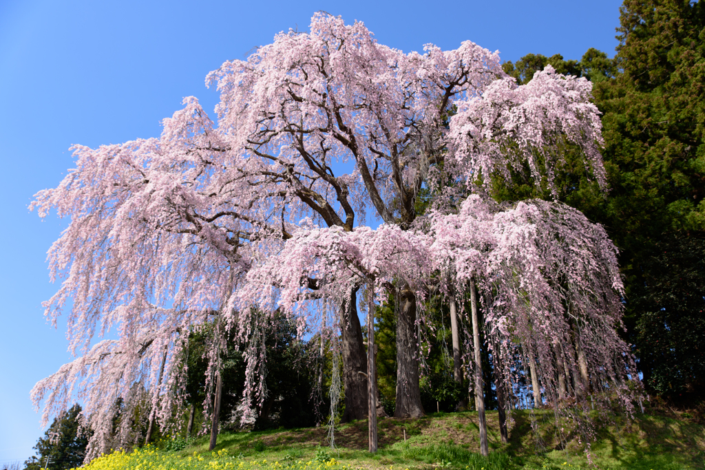 合戦場のしだれ桜