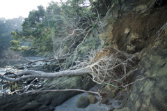 神奈川県油壺