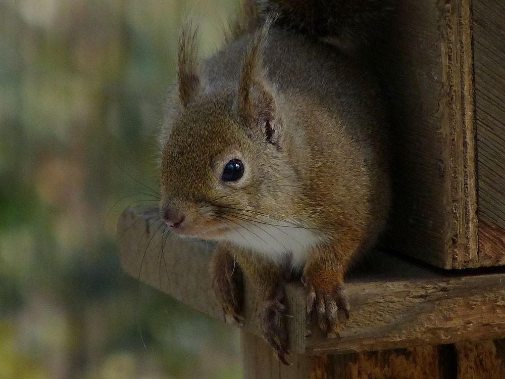ニホンリスってカワユイぞ♪