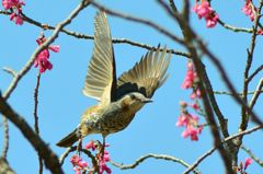 寒緋桜でヒヨ撮り　マクロレンズ！