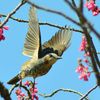 寒緋桜でヒヨ撮り　マクロレンズ！