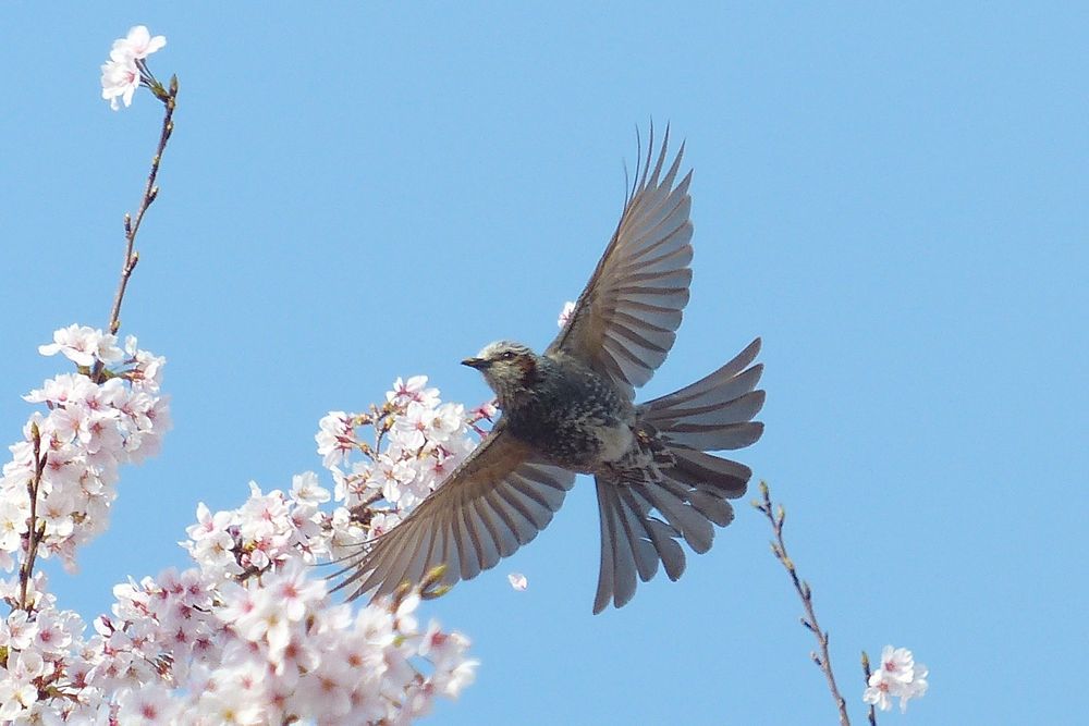 サクラヒヨ♪