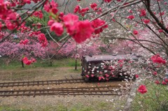花桃わ鉄　２