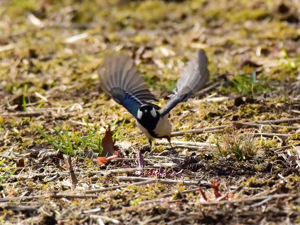 飛べ！　シジュウカラ