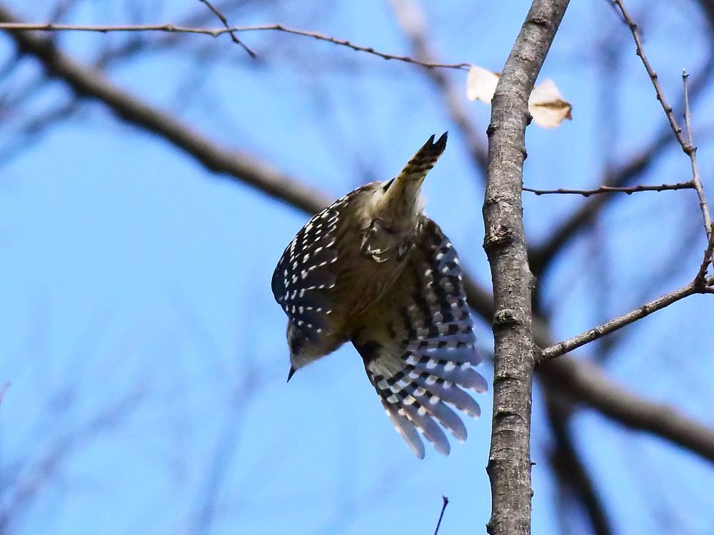 飛べ！　コゲラ♪