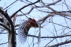 飛べ！アカゲラ