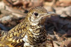 トラツグミ至近で（３）