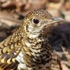 トラツグミ至近で（３）