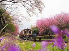 わ鉄　花桃　染井吉野　紫花菜