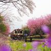 わ鉄　花桃　染井吉野　紫花菜