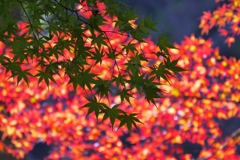 輝き紅葉