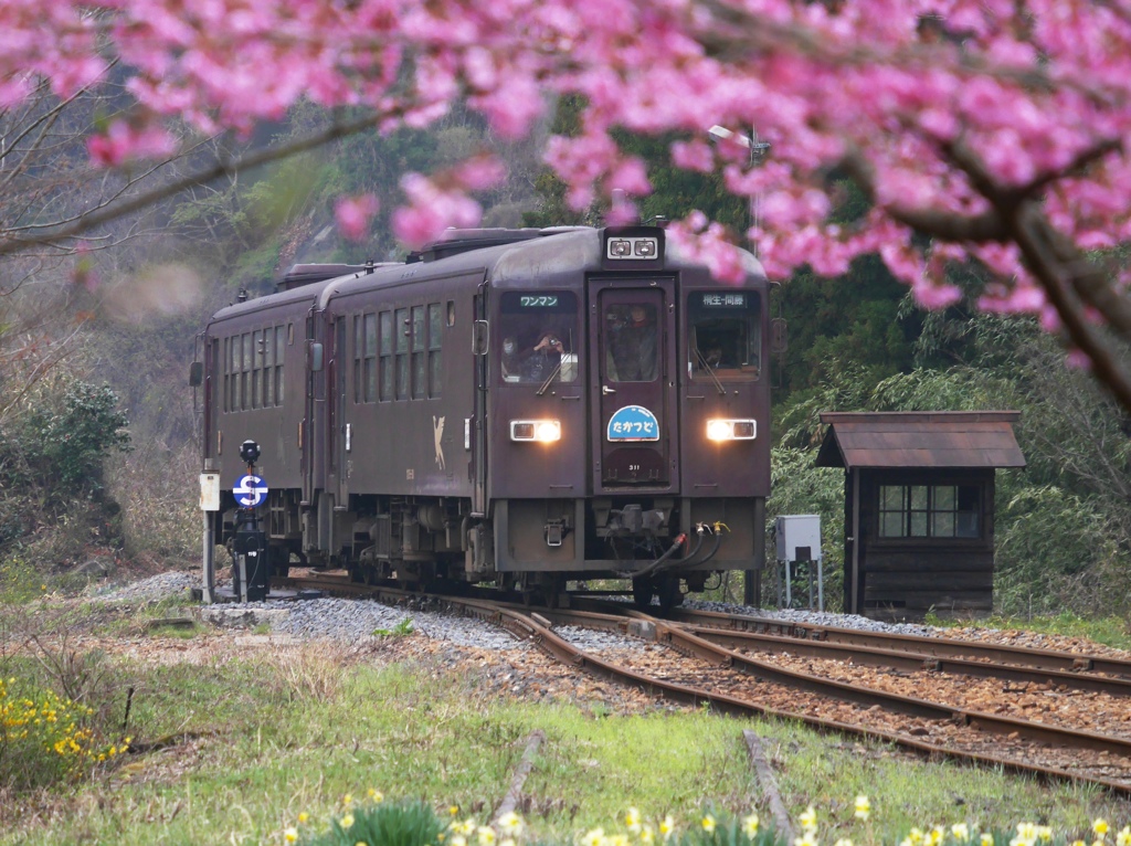 花桃わ鉄
