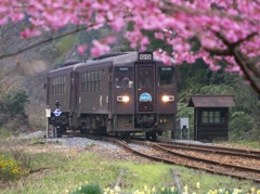 花桃わ鉄