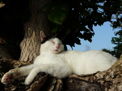 竹富島の猫 ９