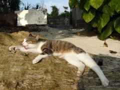 竹富島の猫 ４