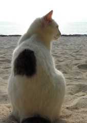 竹富島の猫 10