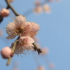 開花