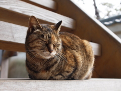 鎌倉の猫 １