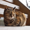 鎌倉の猫 １