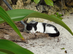 竹富島の猫 ５
