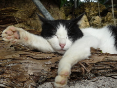 竹富島の猫 ７