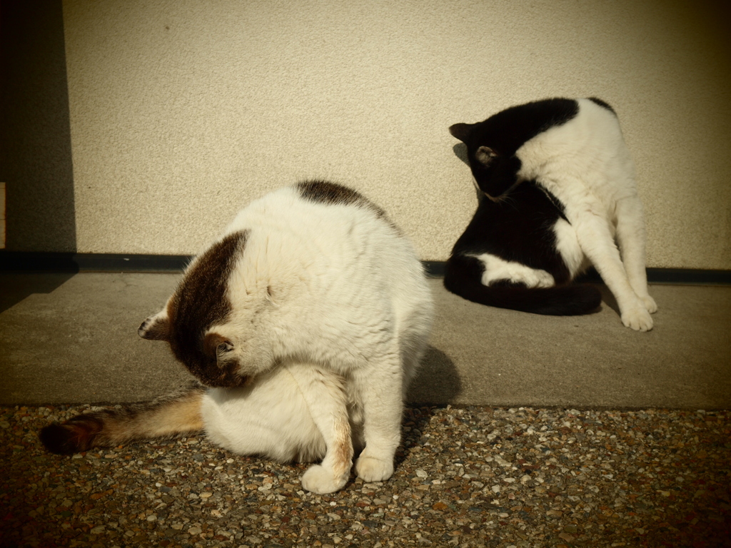 鎌倉の猫 ３