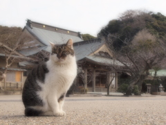 鎌倉の猫 ２