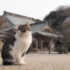 鎌倉の猫 ２
