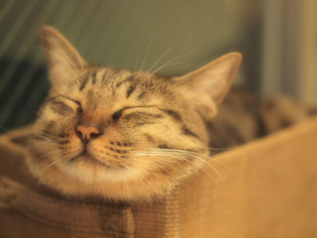 眠り猫