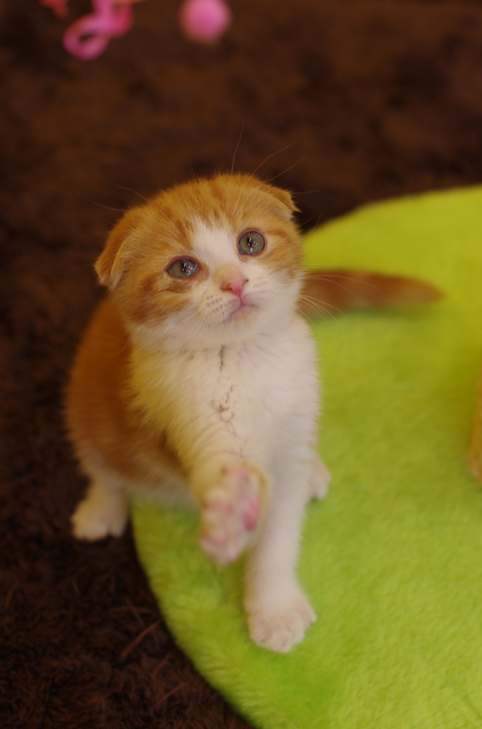 ねこじゃらし １