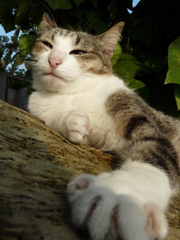 竹富島の猫 ３