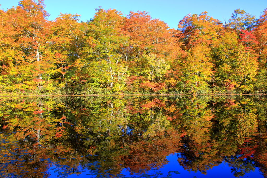 刈込池の紅葉